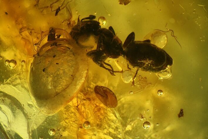 Three Detailed Fossil Ants (Formicidae) In Baltic Amber #139043